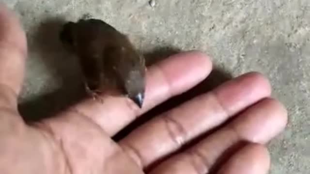 Baby bird as pet at home || playing With baby bird ..