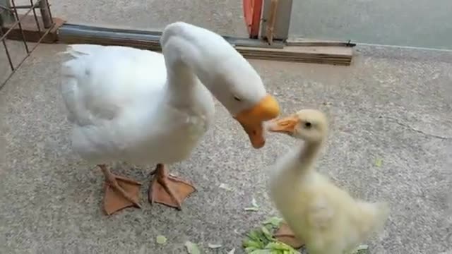 duck fight