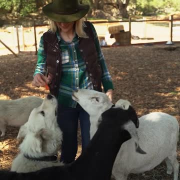 Cute Baby Goats - A Cutest And Funny Goats Baby Videos Compilation|| NEW HD