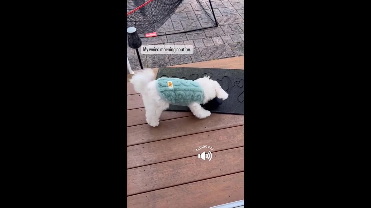 FUNNY CATS AND DOGS VIDEOS.