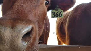 Cattle are curious animals