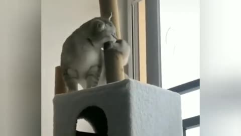 Cat is lazy