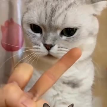 funniest cats and dogs