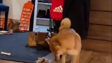 Super Funny Dog. Must watch this