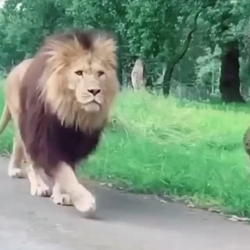 giant and huge %1000