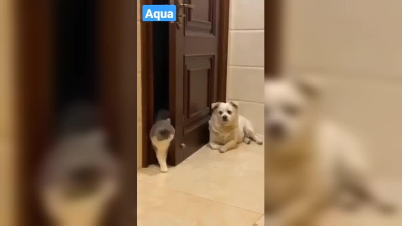 Most popular Cute and funny dog videos🤣people more like this videos