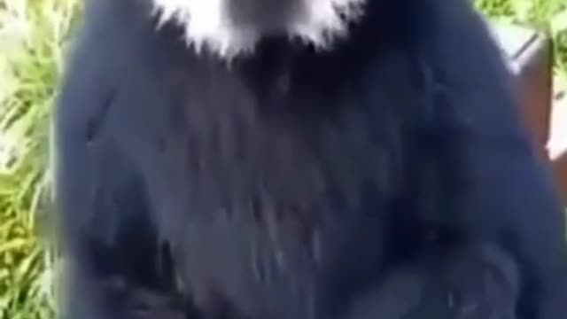 CUTE AND CUTE MONKEYS THAT ARE NEAR EXTERIOR