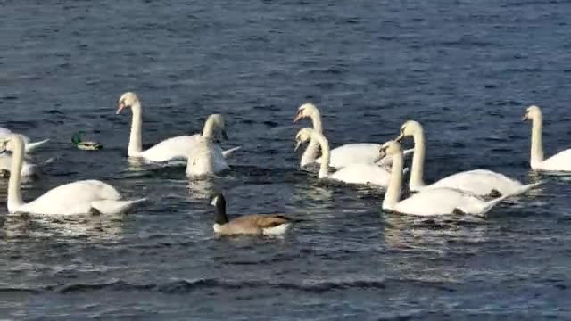 Cisnes Patos Água Branco Pássaro Natureza Animal