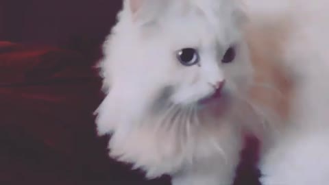 Funny cat video 9