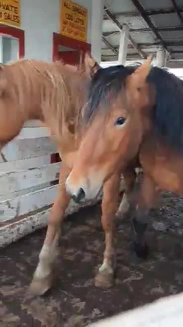 Mustangs freedom ride from auction