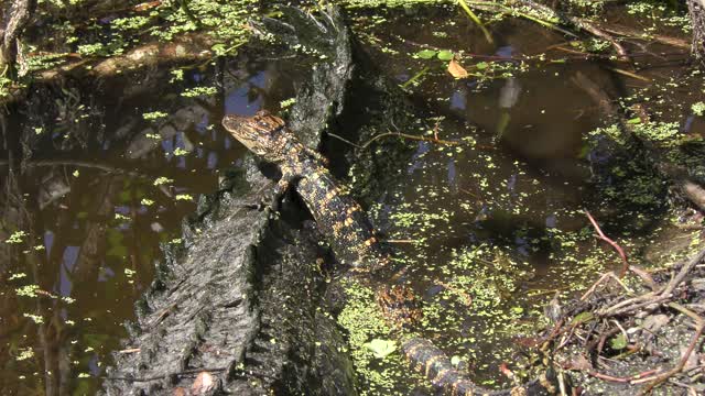 baby alligator on its mama back