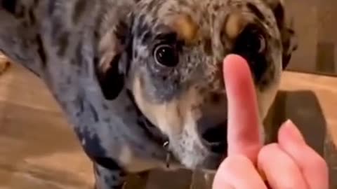 Dogs reactions in the face of the middle finger 🤣😂🤣😂