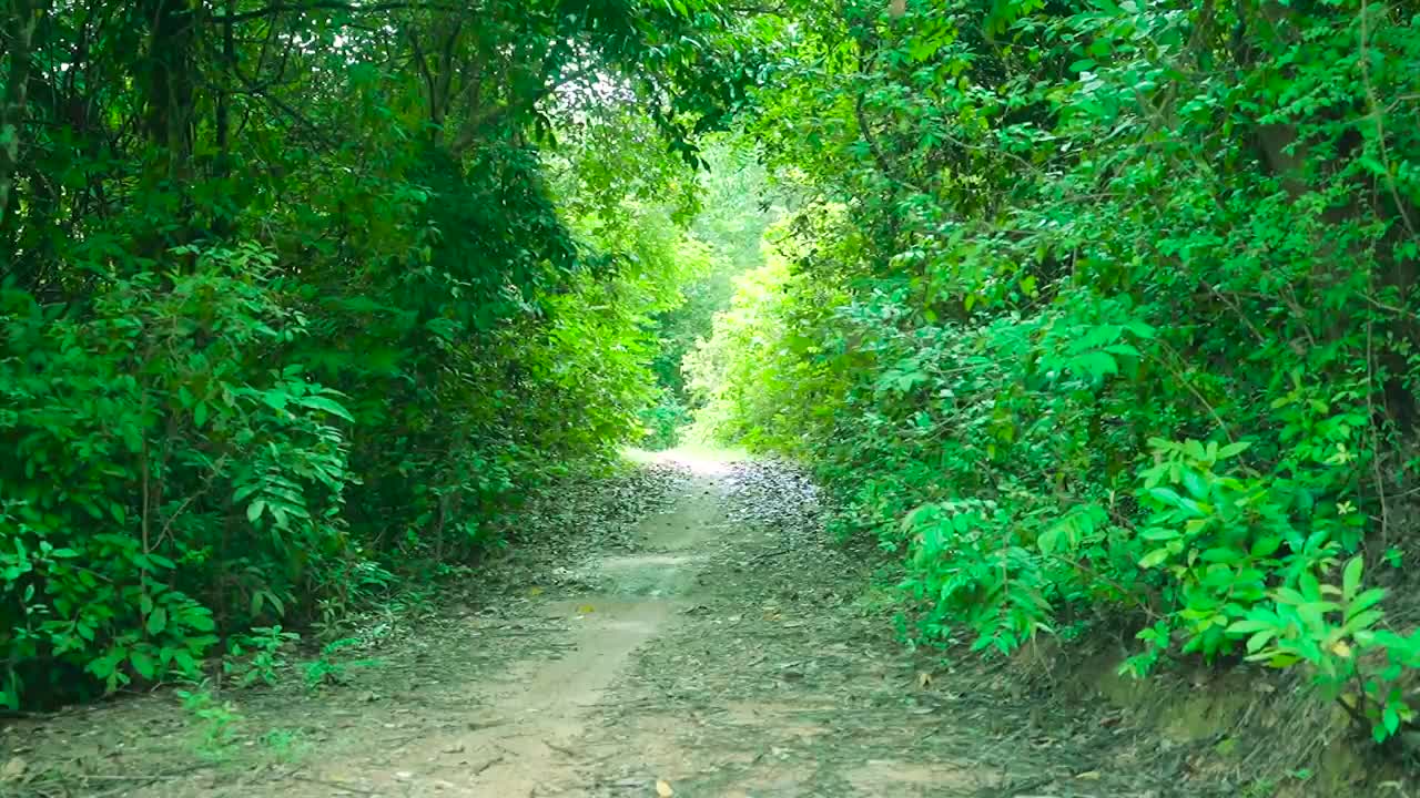 Healing music in the forest that clears the head 🎵 3 hours of healing music that clears the head