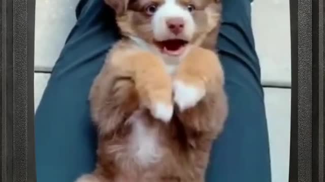 Playing with Cute dogs 💓 beautiful