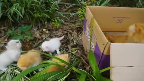 The cat and her puppies are out in the open