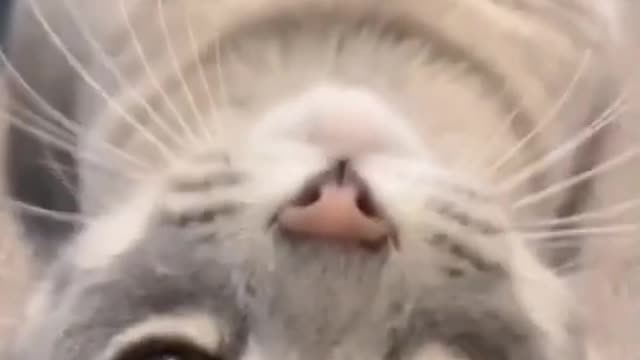 🥰Cute cat😼 funny video😍🥰