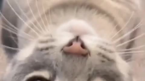 🥰Cute cat😼 funny video😍🥰