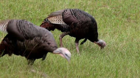 Turkeys Foraging