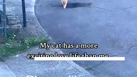 Funny Animal Videos 2024 Best Dogs And Cats Videos 😺😍 #56,iuoi