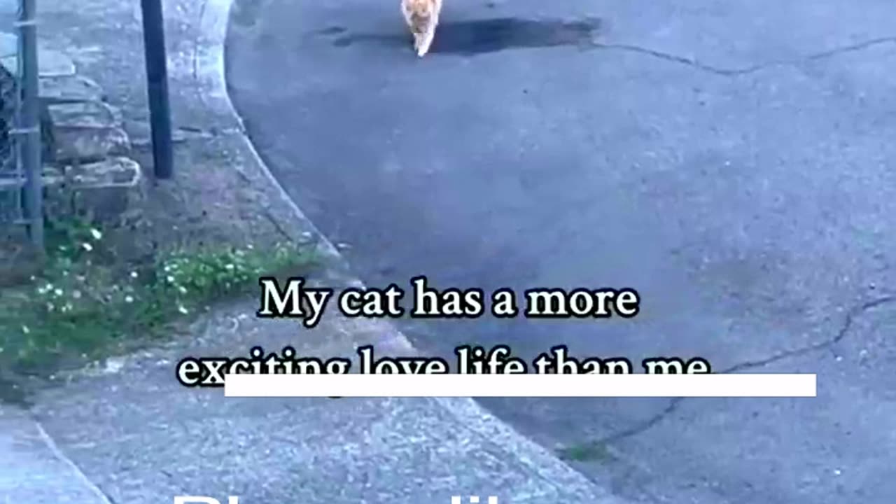 Funny Animal Videos 2024 Best Dogs And Cats Videos 😺😍 #56,iuoi
