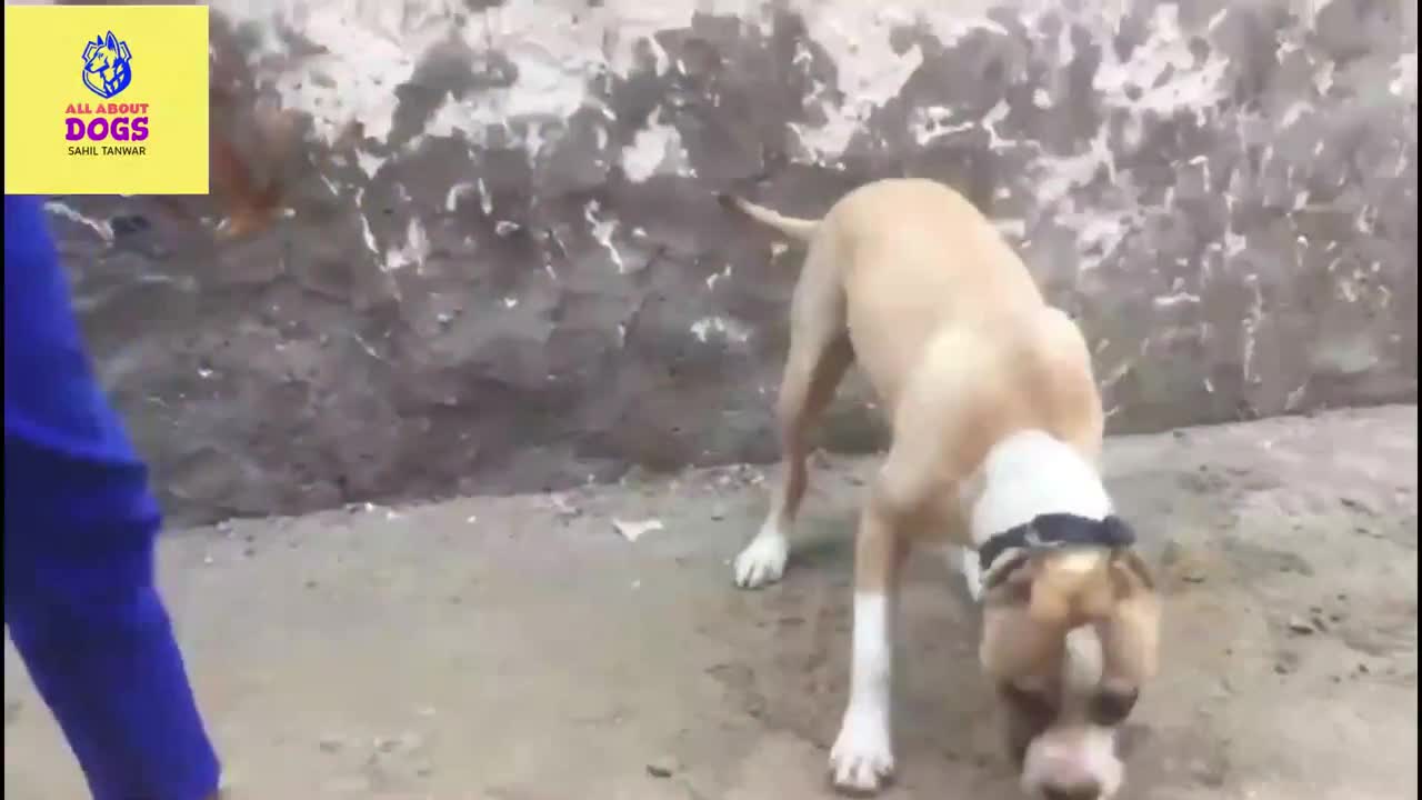 How To Make Dog Become Fully Aggressive With Few Simple Tips