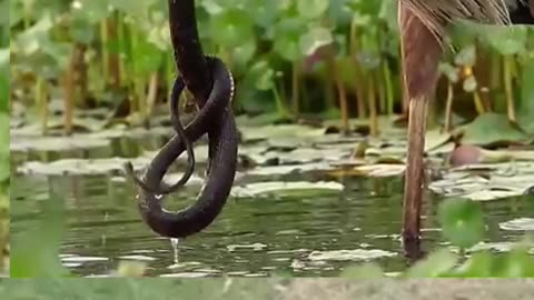 Animals video #viyrl#animals