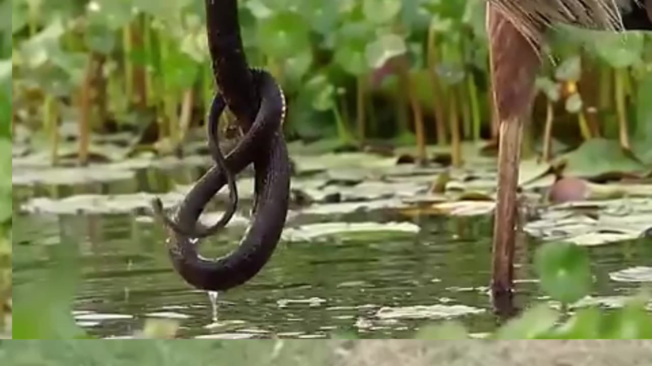 Animals video #viyrl#animals