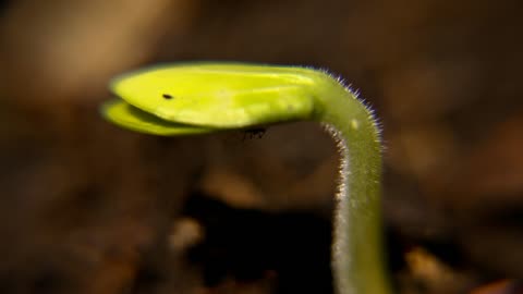 Macro seedlings on earth closeup video