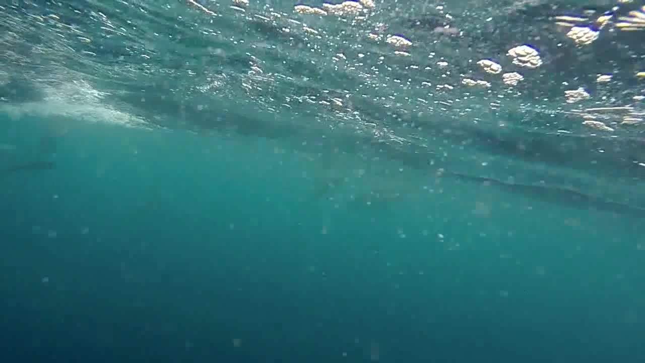 Underwater Shot of Dolphins Alongside Boat