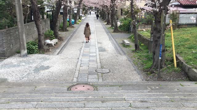 Landscape of cherry blossom trees