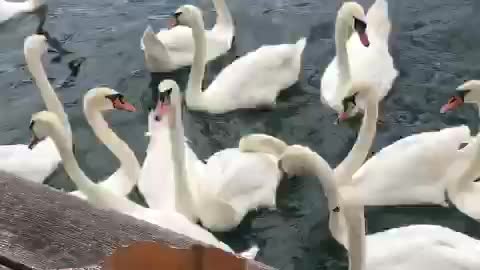 Beautiful White Swans