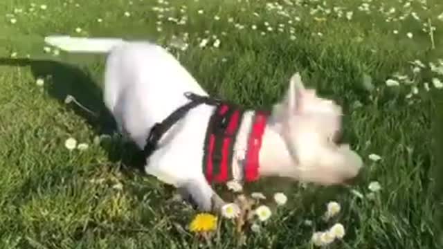 Cute dog