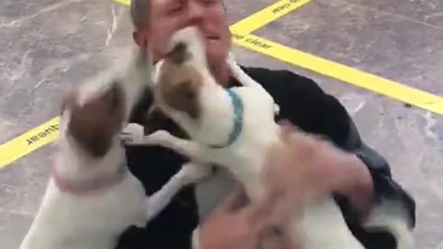 Funny dogs