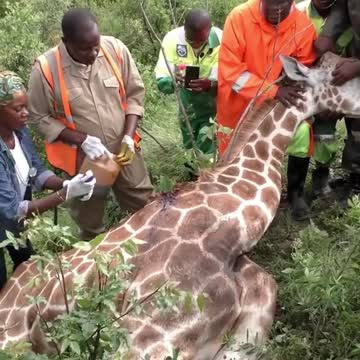 WATCH : TIRE Stuck Around Giraffe's Neck 😱