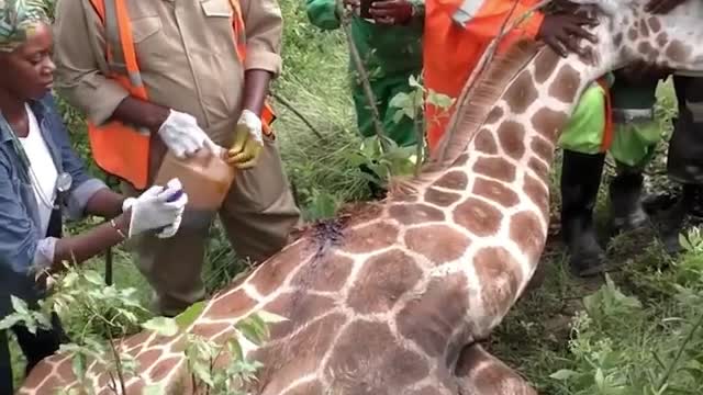 WATCH : TIRE Stuck Around Giraffe's Neck 😱