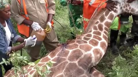 WATCH : TIRE Stuck Around Giraffe's Neck 😱