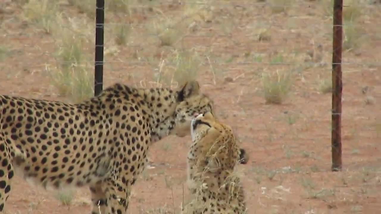 Rescued cheetahs show each other some love