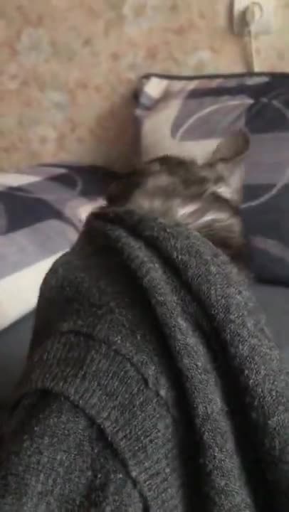 Something went wrong) #cat