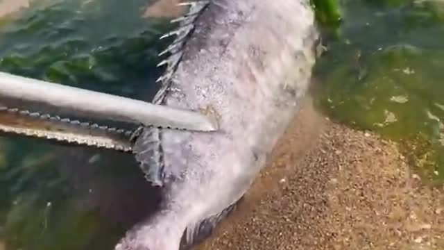 When you no lonher have to eat and turn to the sea