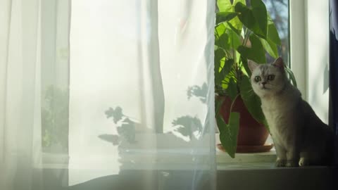Cat sitting on windowsill near plants close-up. Kitten resting in living room