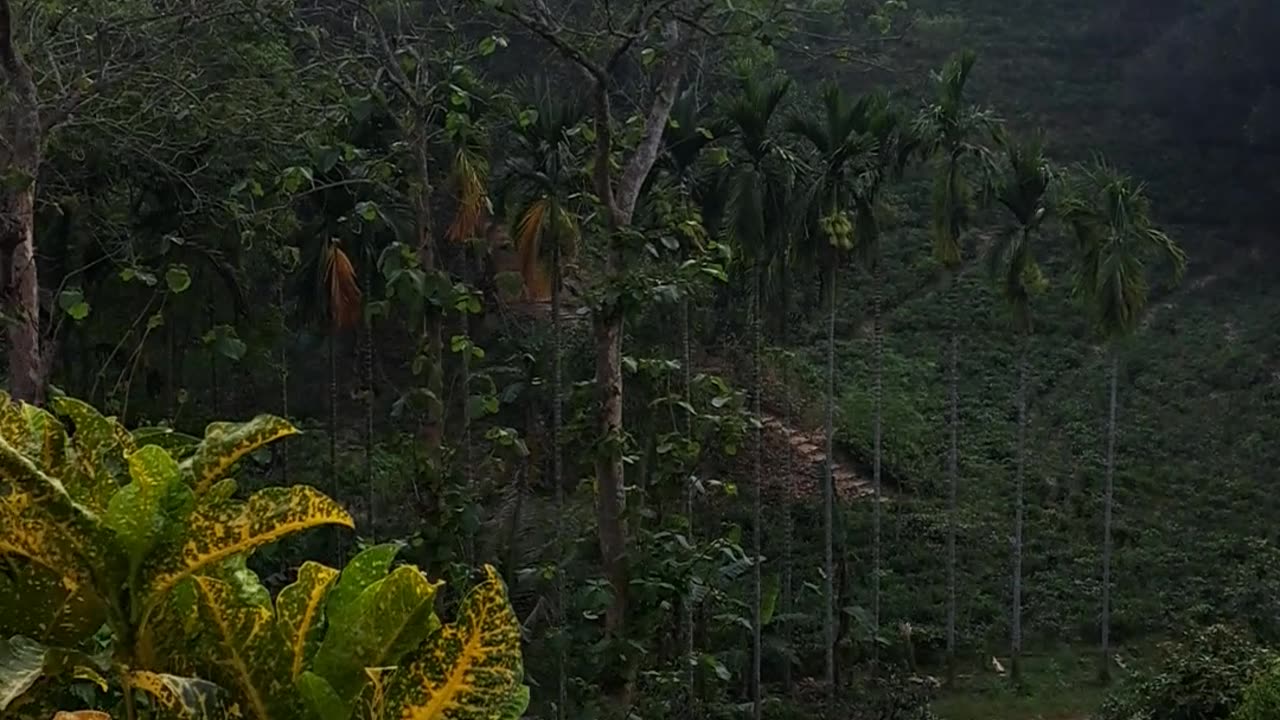 Nature In Sylhet Sreemangal