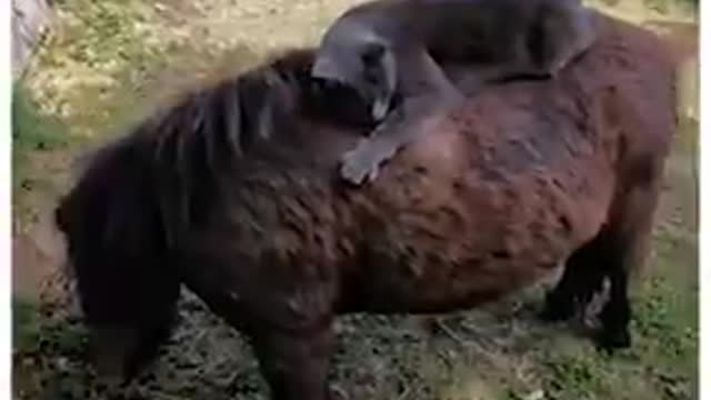 Horse and cat have formed an unlikely friendship that is sure to warm your hearts 🐎🐱 ViralHog