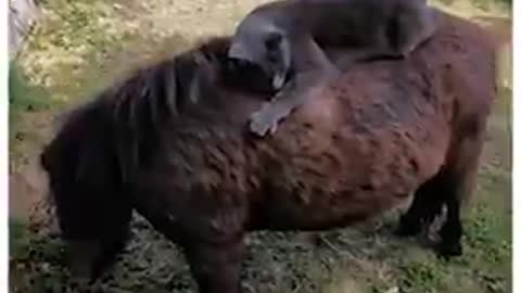 Horse and cat have formed an unlikely friendship that is sure to warm your hearts 🐎🐱 ViralHog