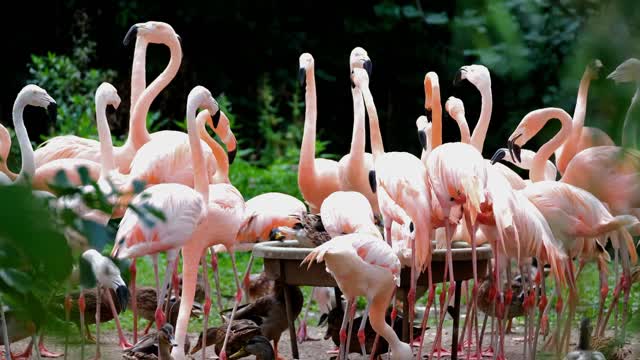 flamingos lunch time