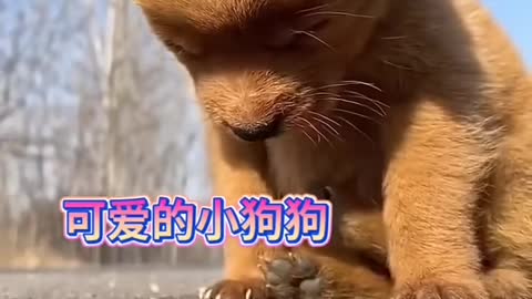 Lovely and Lovely and funny animals Lovely dog