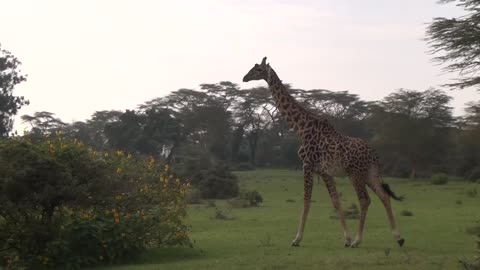 Massive Giraffe in Kenya