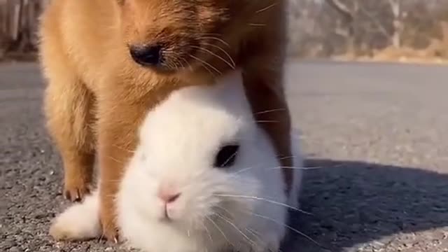 little dog playing with bunny