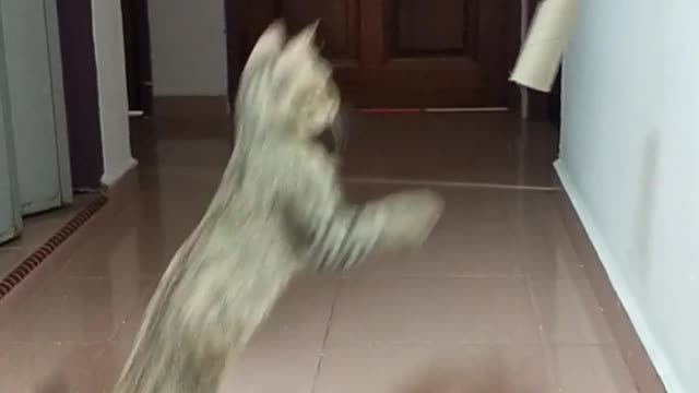 Cat Reaching and Playing with a Hanged Carton