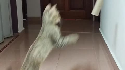 Cat Reaching and Playing with a Hanged Carton