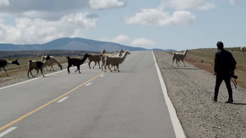 A Herd Of Llamas Crossing A Mountain Road